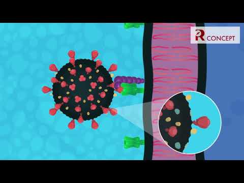 How SARS CoV 2 infection occurs