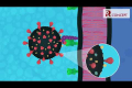 How SARS CoV 2 infection occurs